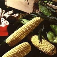 Algopix Similar Product 19 - Sweet Corn Illini XtraSweet F1 