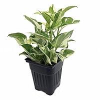Algopix Similar Product 17 - Pearls  Jade Pothos  Epipremnum