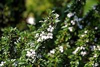 Algopix Similar Product 20 - Yatsabusa Snowrose Tree  Serissa 