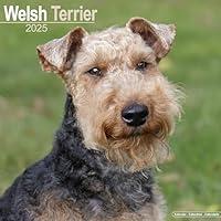 Algopix Similar Product 12 - Welsh Terrier Calendar 2025  Square