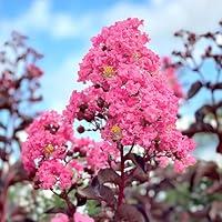 Algopix Similar Product 6 - Black Diamond Crape Myrtle Tree Shell