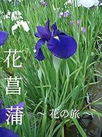 Algopix Similar Product 17 - Iris: FLOWER JOURNEYS (Japanese Edition)