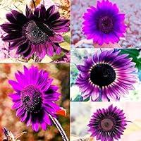 Algopix Similar Product 19 - 100 Seeds for Unique Purple Sunflowers