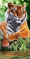 Algopix Similar Product 9 - Tiger Resting Velour Beach Towel 30X60