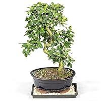 Algopix Similar Product 13 - Brussels Bonsai Live Fukien Tea Bonsai