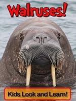 Algopix Similar Product 7 - Walruses Learn About Walruses and