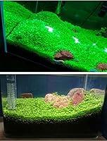 Algopix Similar Product 2 - Aquarium Grass Plants SeedsAquatic