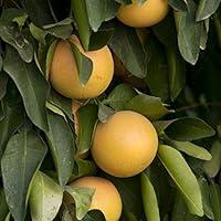 Algopix Similar Product 13 - Bloomsz 1 Year Old Light Red Citrus