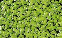 Algopix Similar Product 10 - 200 Live Duckweed Plants Lemina Minor