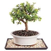 Algopix Similar Product 2 - Brussels Live Dwarf Jade Indoor Bonsai