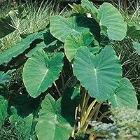 Algopix Similar Product 7 - Elephant Ear Bulbs Long Blooming