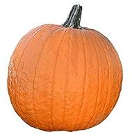 Algopix Similar Product 7 - Pumpkin Gladiator  Powdery Mildew