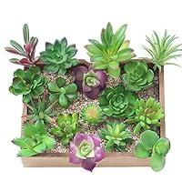 Algopix Similar Product 6 - KUUQA 16 Pcs Mixed Artificial Succulent