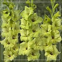 Algopix Similar Product 6 - Gladiolus Bulbs Cold and Drought