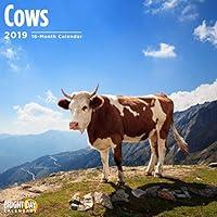 Algopix Similar Product 7 - 2020 Cows Calendar 16 Month 12 x 12