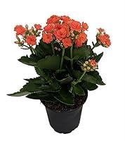 Algopix Similar Product 1 - Orange Kalanchoe  Calandiva  4 Pot 