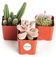 Algopix Similar Product 18 - Shop Succulents  Desert Rose Cactus 