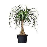 Algopix Similar Product 3 - American Plant Exchange Live Ponytail