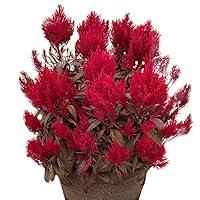 Algopix Similar Product 6 - Celosia Dragons Breath Seeds  Flower