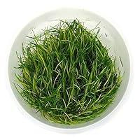 Algopix Similar Product 1 - SubstrateSource Hairgrass Eleocharis