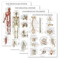 Algopix Similar Product 3 - Palace Learning 4 Pack  Anatomical