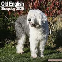 Algopix Similar Product 14 - Old English Sheepdog Calendar 2025 