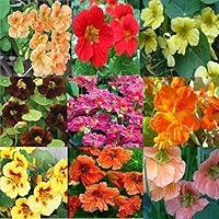 Algopix Similar Product 5 - Nasturtium seeds Set 9 pac variable