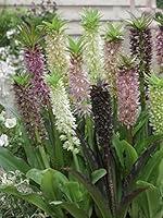 Algopix Similar Product 14 - Bloomsz Eucomis Color Carnival Strain
