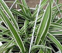 Algopix Similar Product 17 - Hirts Gardens Reverse Variegated