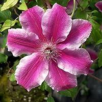Algopix Similar Product 5 - Carnaby Clematis Vine - 2.5" Pot