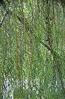 Algopix Similar Product 19 - ENVIDESO  Cupreu macrocarpa aligna