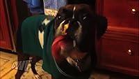 Algopix Similar Product 14 - CWF Baby Teeth Peanut Butter Dog And