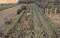 Algopix Similar Product 10 - Pineapple Field Cuba Republica de Cuba