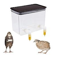 Algopix Similar Product 6 - Baby Bird Button Quail Yellow Water