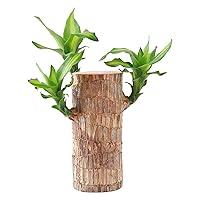 Algopix Similar Product 4 - Brazilian Lucky Wood Plant Mini Brazil