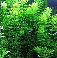 Algopix Similar Product 4 - Hot Sale Hornwort Ceratophyllum