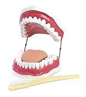Algopix Similar Product 16 - American Educational Oral Hygiene Model