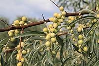 Algopix Similar Product 10 - Russian Olive Tree Seeds for Planting