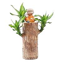 Algopix Similar Product 7 - Brazilian Lucky Wood Plant Mini Brazil