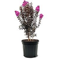 Algopix Similar Product 7 - Black Diamond Crape Myrtle Tree Purely