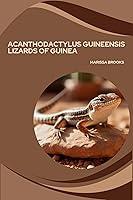 Algopix Similar Product 13 - Acanthodactylus guineensis Lizards of