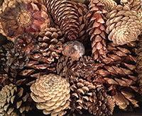 Algopix Similar Product 9 - 2 Pound Box Assorted Natural Pine Cones