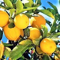 Algopix Similar Product 3 - 2 to 3 Ft Meyer Lemon Tree Live Plant