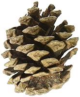 Algopix Similar Product 6 - Winter Woods Natural Red Pinecones 7oz