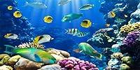 Algopix Similar Product 2 - YongFoto Ocean Theme Fish Tank