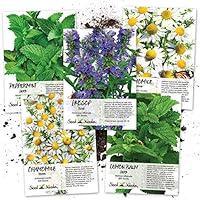 Algopix Similar Product 3 - Seed Needs Medicinal Herb Seed Packet