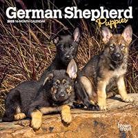 Algopix Similar Product 12 - German Shepherd Puppies  2025 7 x 14