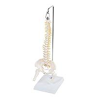 Algopix Similar Product 19 - MonMed Miniature Vertebral Column Model