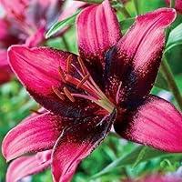 Algopix Similar Product 15 - 2 Asiatic Lily Bulbs Purple Eye real