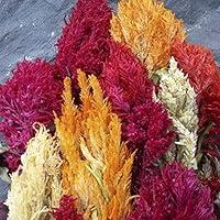Algopix Similar Product 7 - Celosia Pampas Plume Mix  Certified